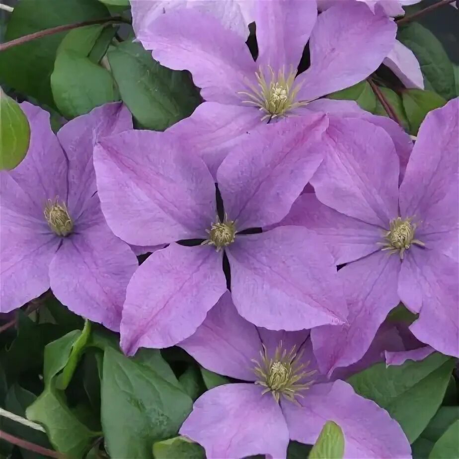 Madame Baron Veillard Clematis Clematis, Clematis vine, Climbing vines