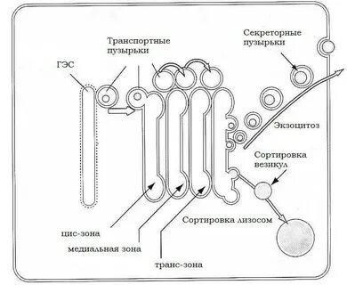 Транспортные пузырьки