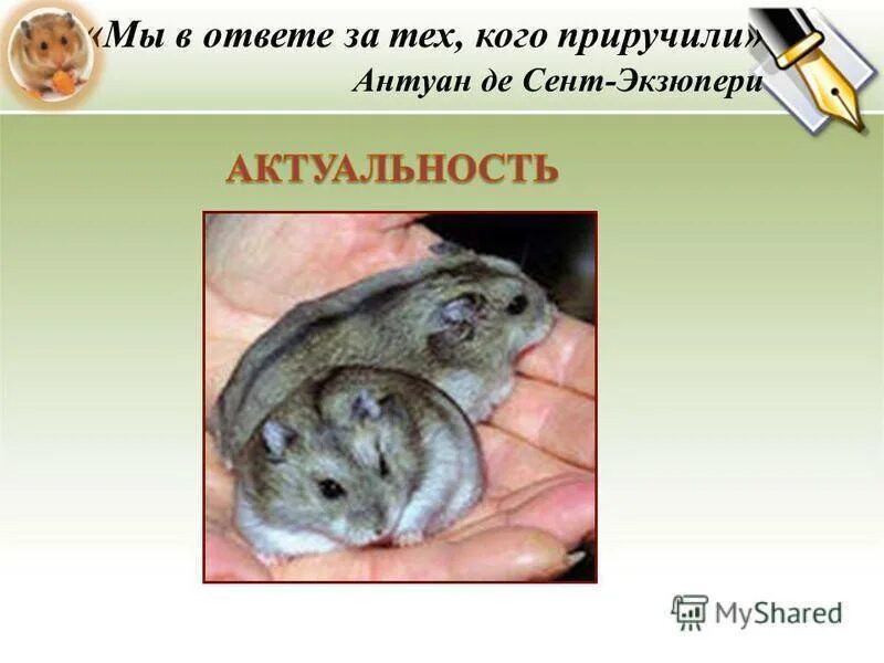 1b в хомяке это сколько