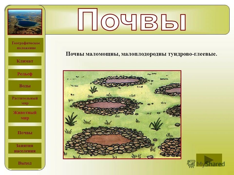 Почвы малоплодородны и сильно заболочены короткие. Тундрово-глеевые почвы рельеф. Население почвы.