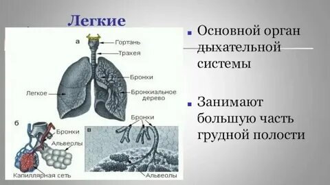 Типы строения органа