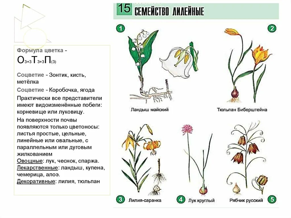 Семейство Лилейные тюльпан Лесной. Формула цветка ландыша майского биология 6 класс. Строение цветка лилейных схема. Схема цветка лилейных растений.