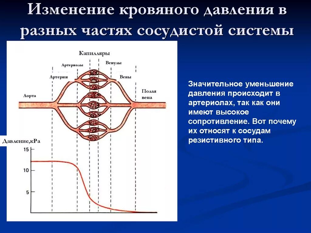 Падение давления крови. Изменение кровяного давления. Изменение давления в артериях. Изменение давления крови. Давление в сердечно сосудистой системе.