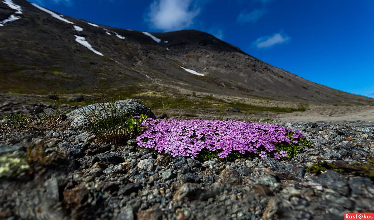 Flowers in antarctica