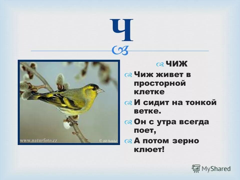 чиж птица описание. чиж описание для детей. рассказ про чижа. информация о чиже. птица чиж описание для детей.