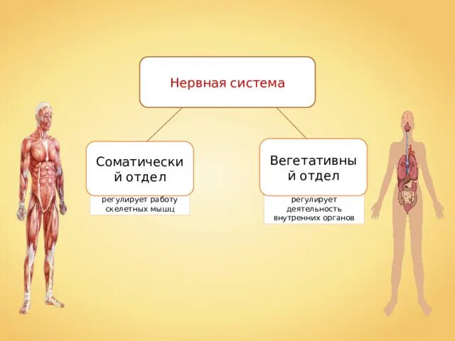 Нервная система регулирующая деятельность скелетной мускулатуры. Отдел нервный системе мышцы. Работу скелетных мышц регулирует. Какая часть нервной системы регулирует работу скелетных мышц?.