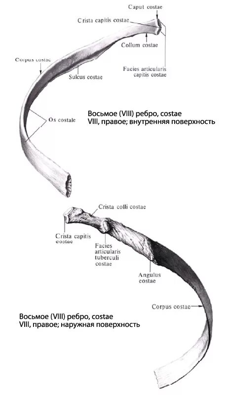 Строение 8 ребра анатомия. Анатомия ребра costae. Второе ребро анатомия строение. Головка ребра – Caput costae.