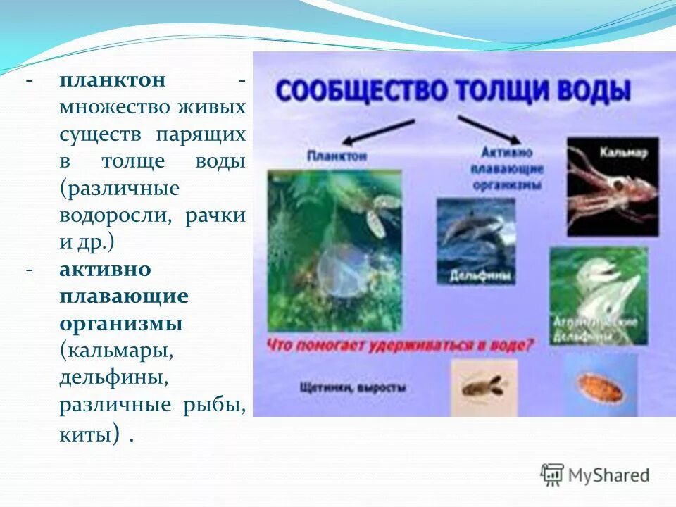 Сообщество толщи воды