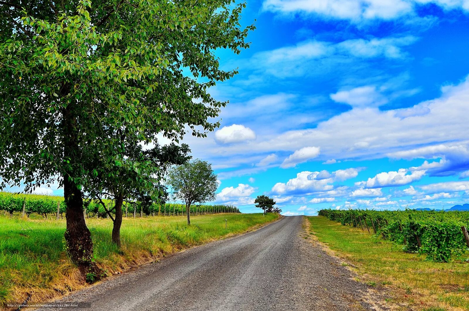 дорога летом