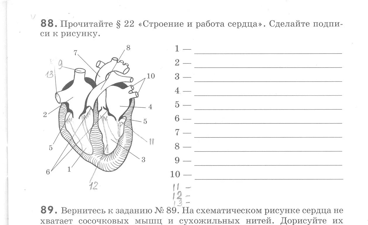 Биология 8 класс 60. Строение сердца рис 35. Строение сердца человека схема 8 класс. Строение сердца человека рис 41. Строение сердца 9 класс биология.