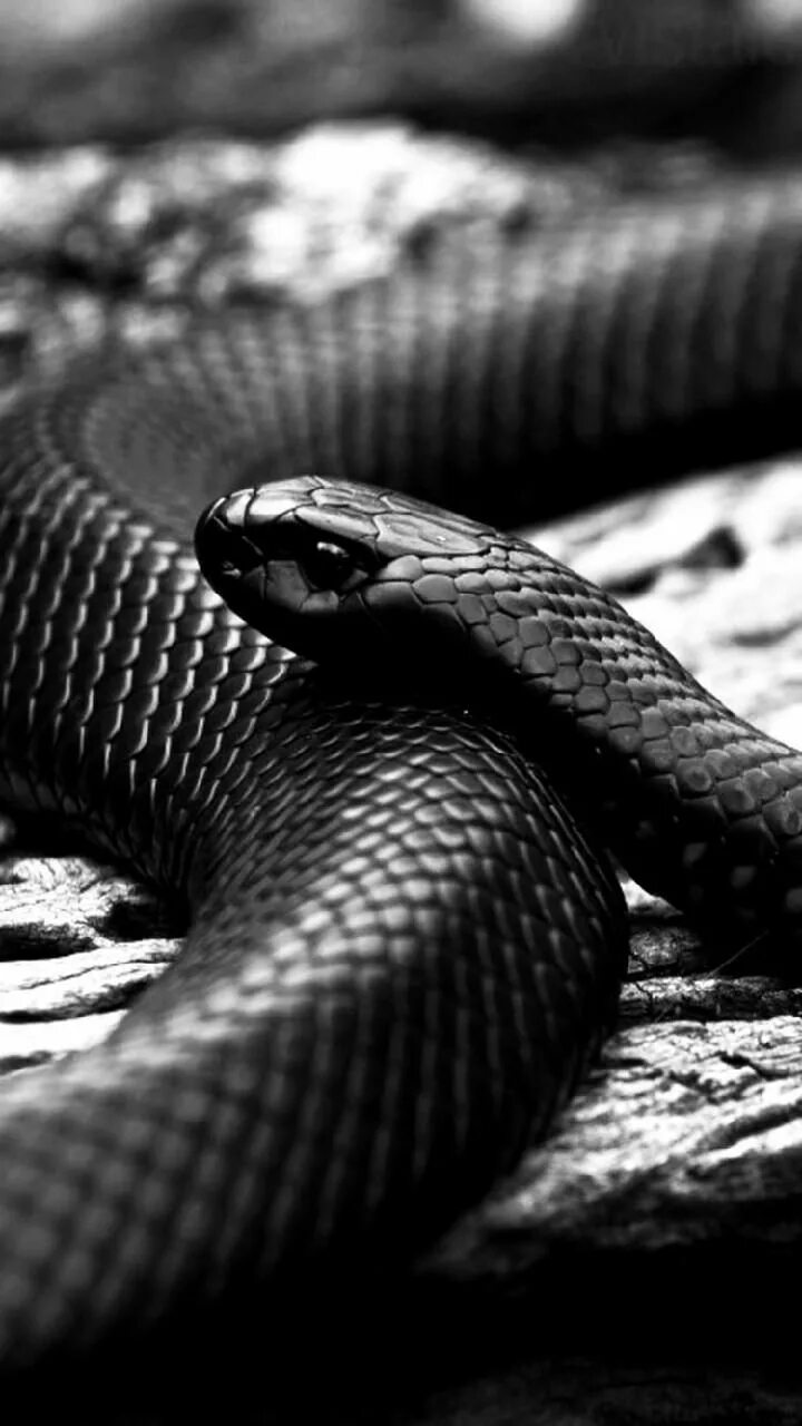 Змей на заставку телефона. Ядовитая змея черная мамба. Блэк мамба змея. Черная мамба змееныши. Красивые черные змеи.