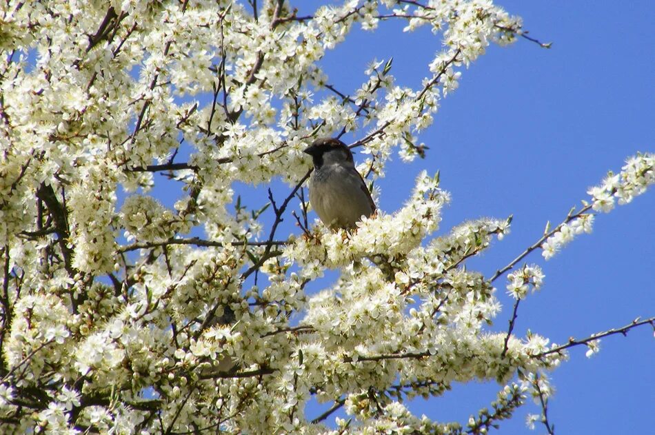 Весенние птицы. Красивая весенняя песня