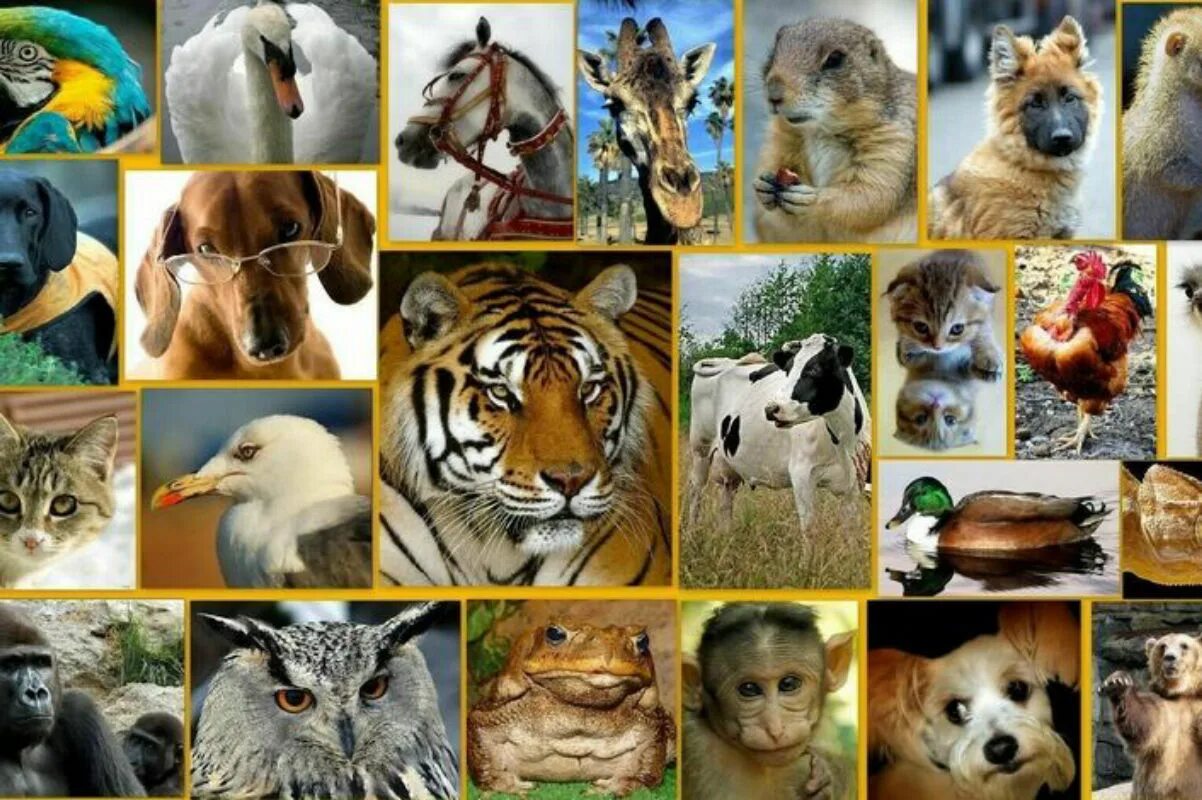 Animals English vocabulary with pictures English English vocabulary ... Gramátic