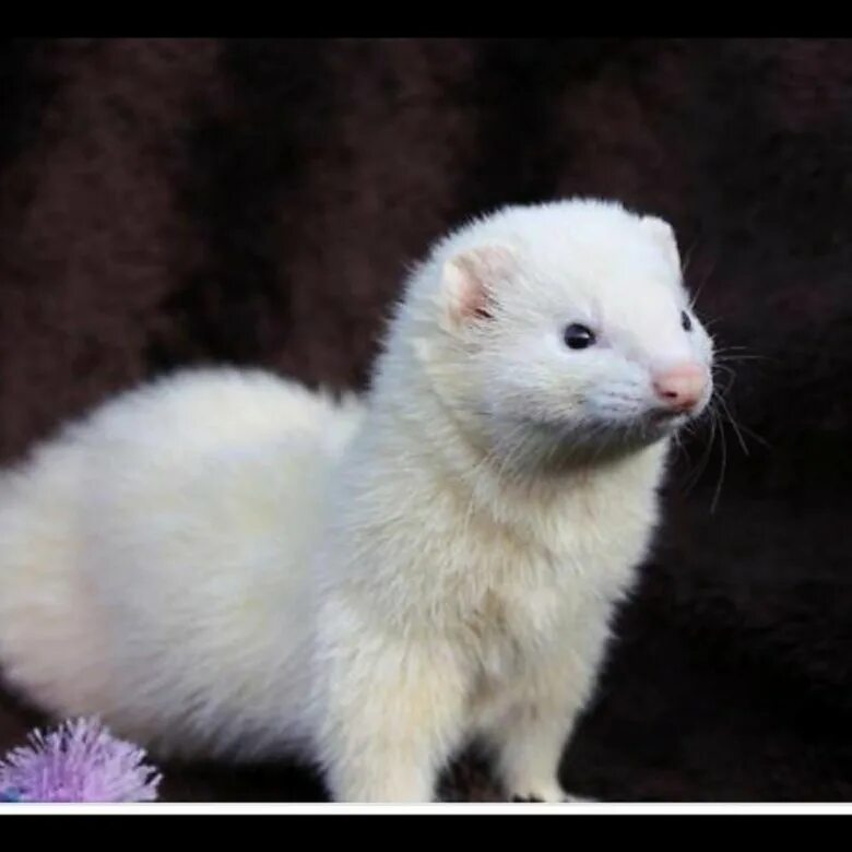 альбиносная форма хорька 4 буквы. фуро: хорьки- альбиносы. хорёк домашний белый. альбиносная форма хорька 4 буквы. хорек альбинос фото зоопарке.
