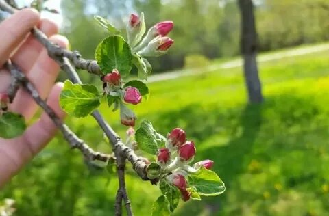 Обработка яблони от болезней