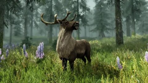 Wildlife elder