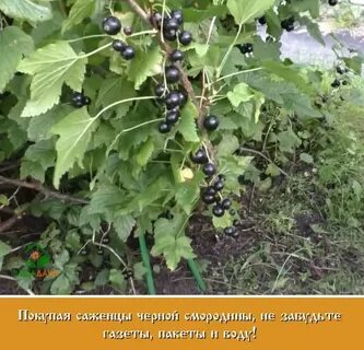 Сколько растет смородина