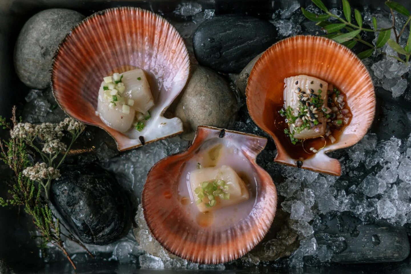 гребешок дальневосточный. морские гребешки фото в природе. гребешок приморский. гребешок рыбландия. двустворчатые моллюски морской гребешок.