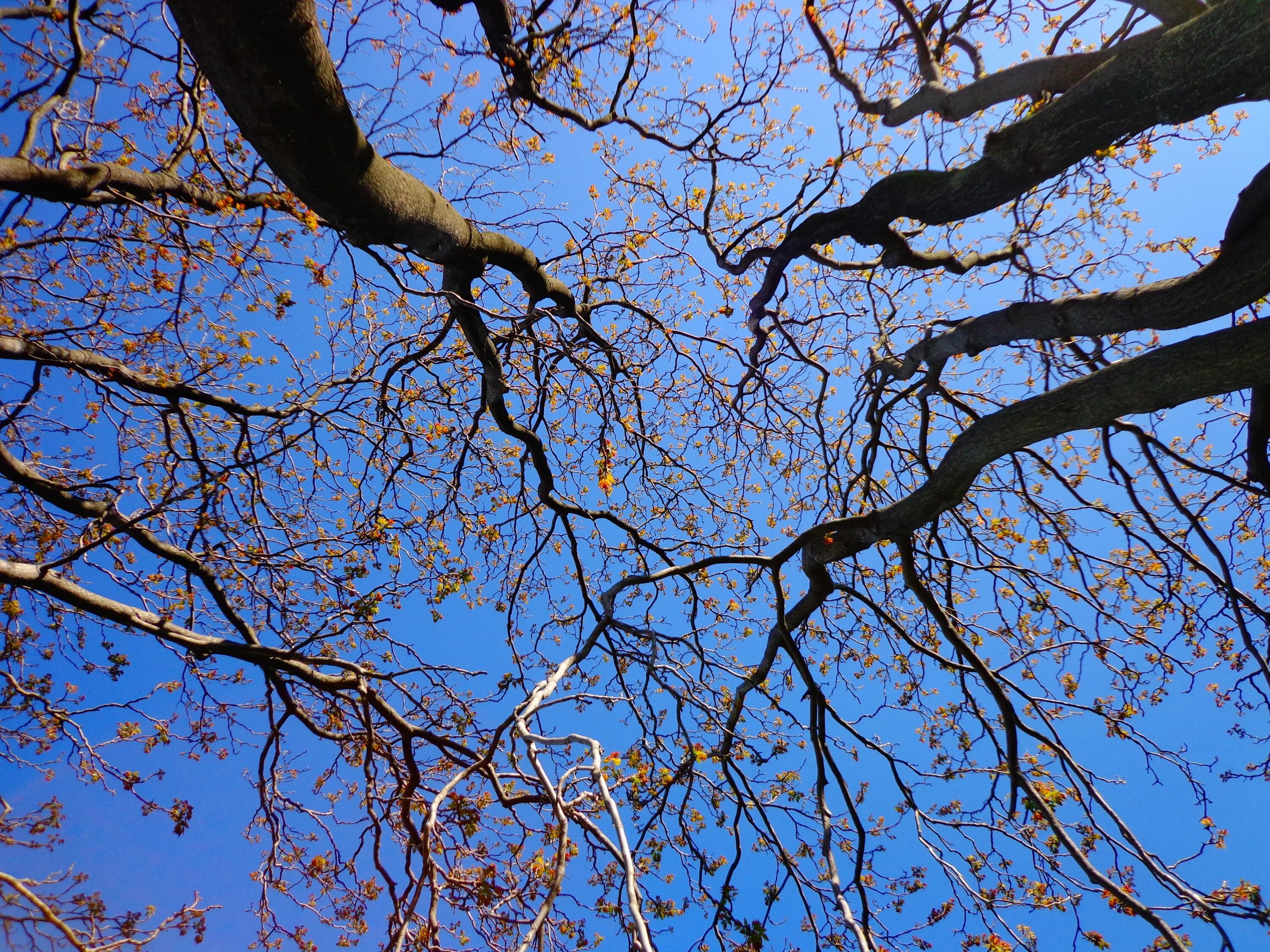 Branch lives
