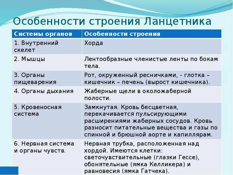 Конспект по биологии 7 класс хордовые. Системы органов ланцетника таблица. таблица по биологии 7 класс тип хордовые ланцетник. особенности строннияланцетника. особенности строения ланцетника.
