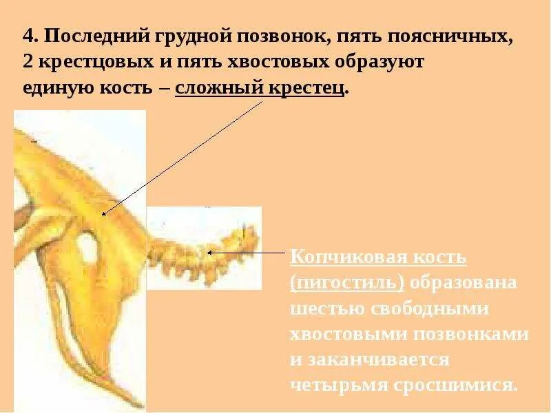 Копчиковая кость у птиц. Сложный крестец у птиц. Крестцовые позвонки птиц. Строение сложного крестца птицы.