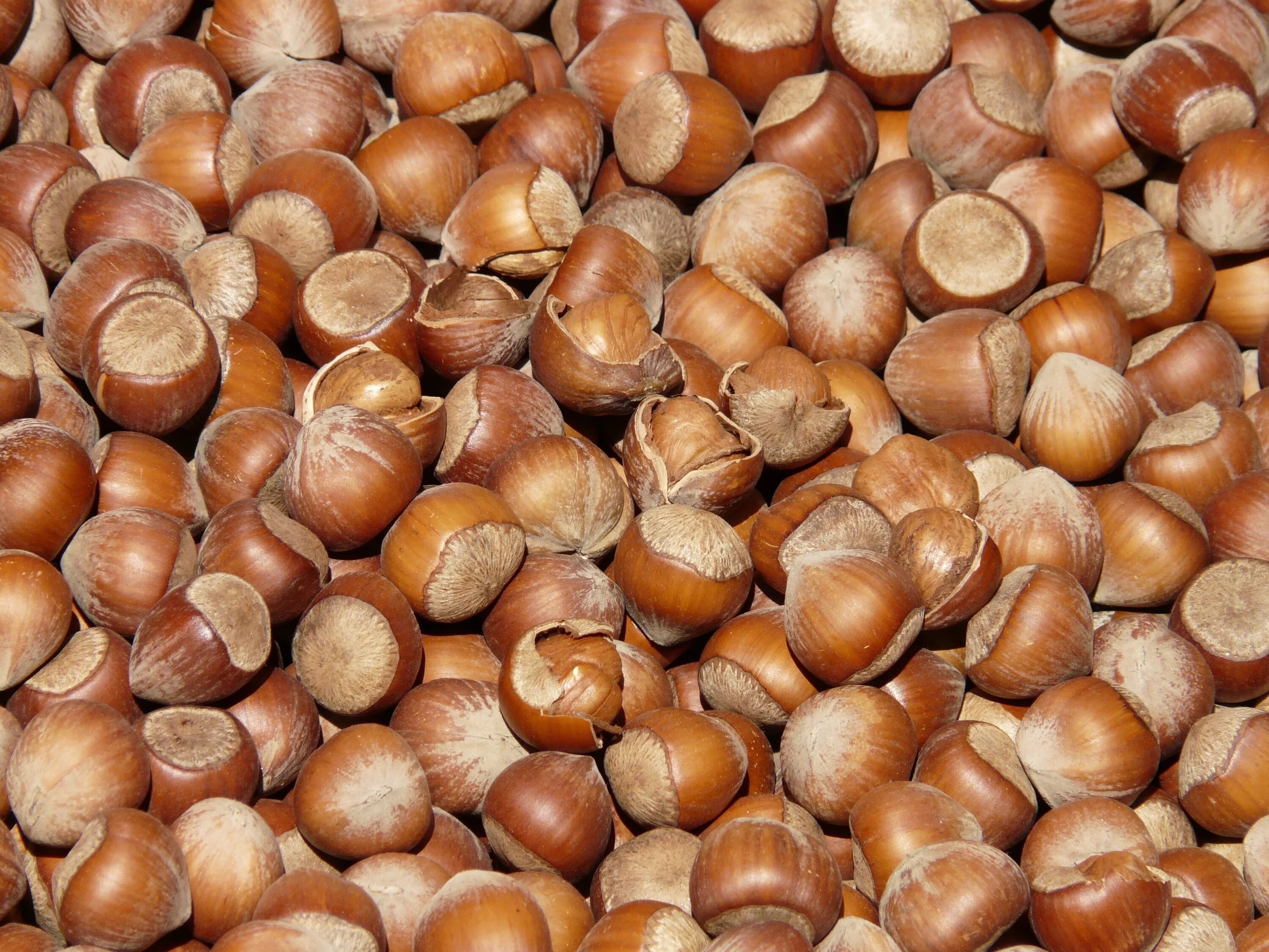 Как называется лесной орех. Лещина орех. лесной орех (hazelnut). орех фундук. орех лещина и фундук.