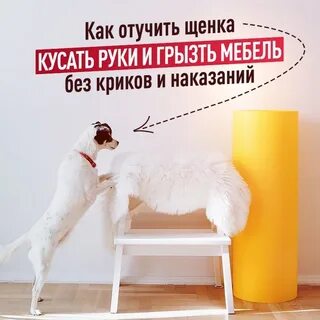 Как отучить щенка кусать