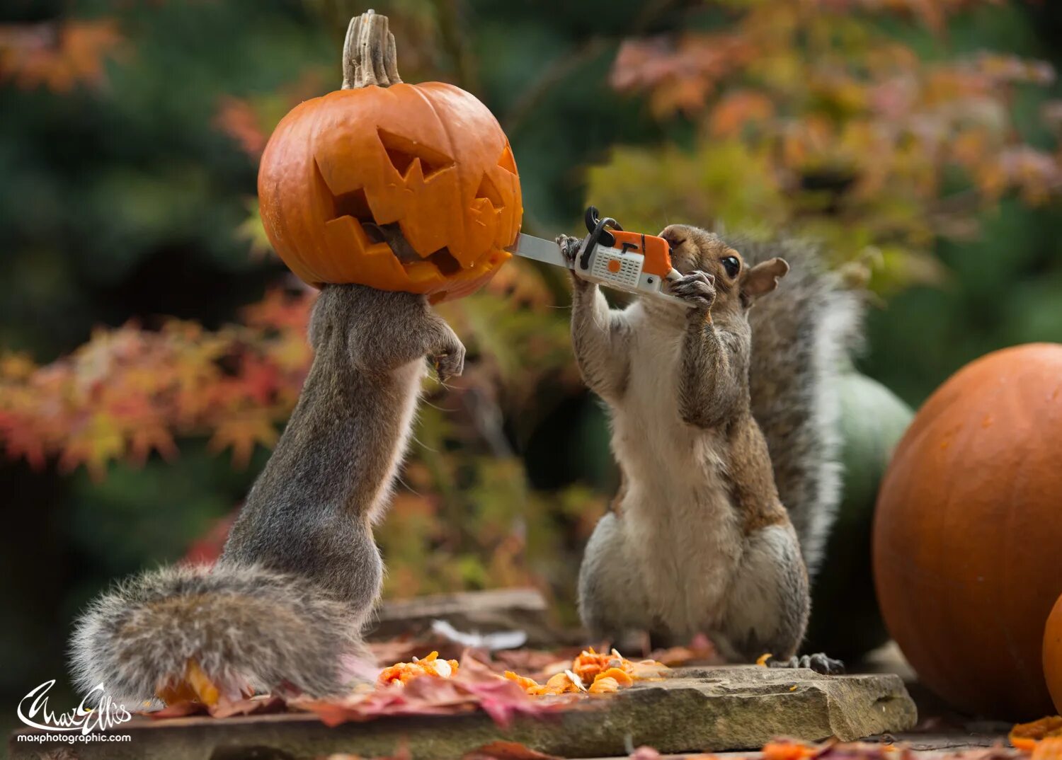 белочка тыква. дикая тыква. тыква животное. белка с тыквой на голове. прикольная белка.