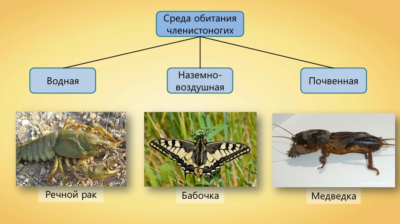 Членистоногие среда обитания. Место обитания членистоногих. Среды жизни членистоногих. Членистоногие насекомые.