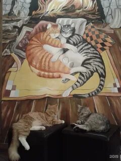 Котокафе нижний новгород
