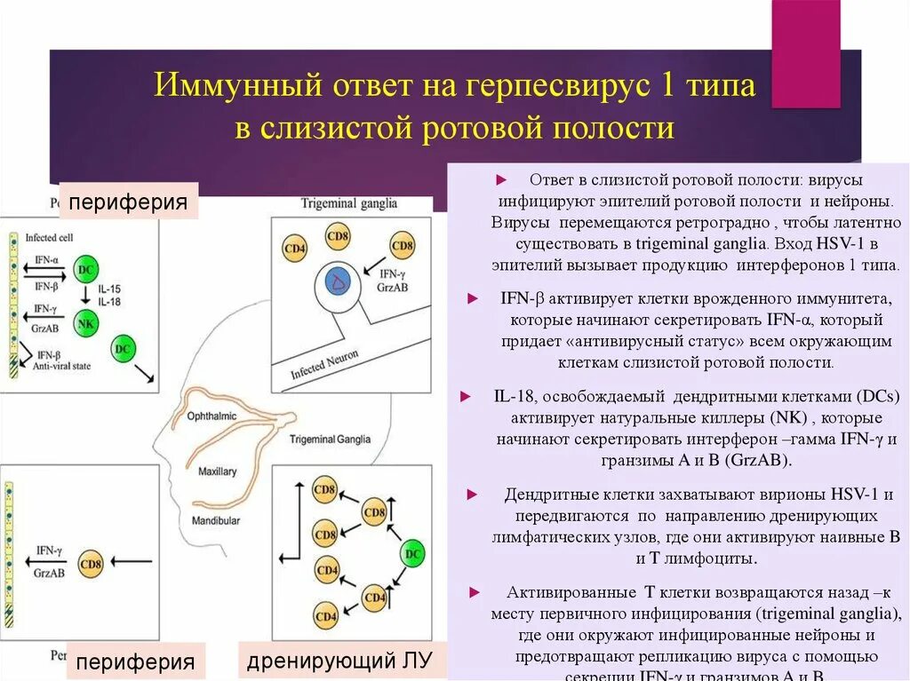 Развитие иммунного ответа