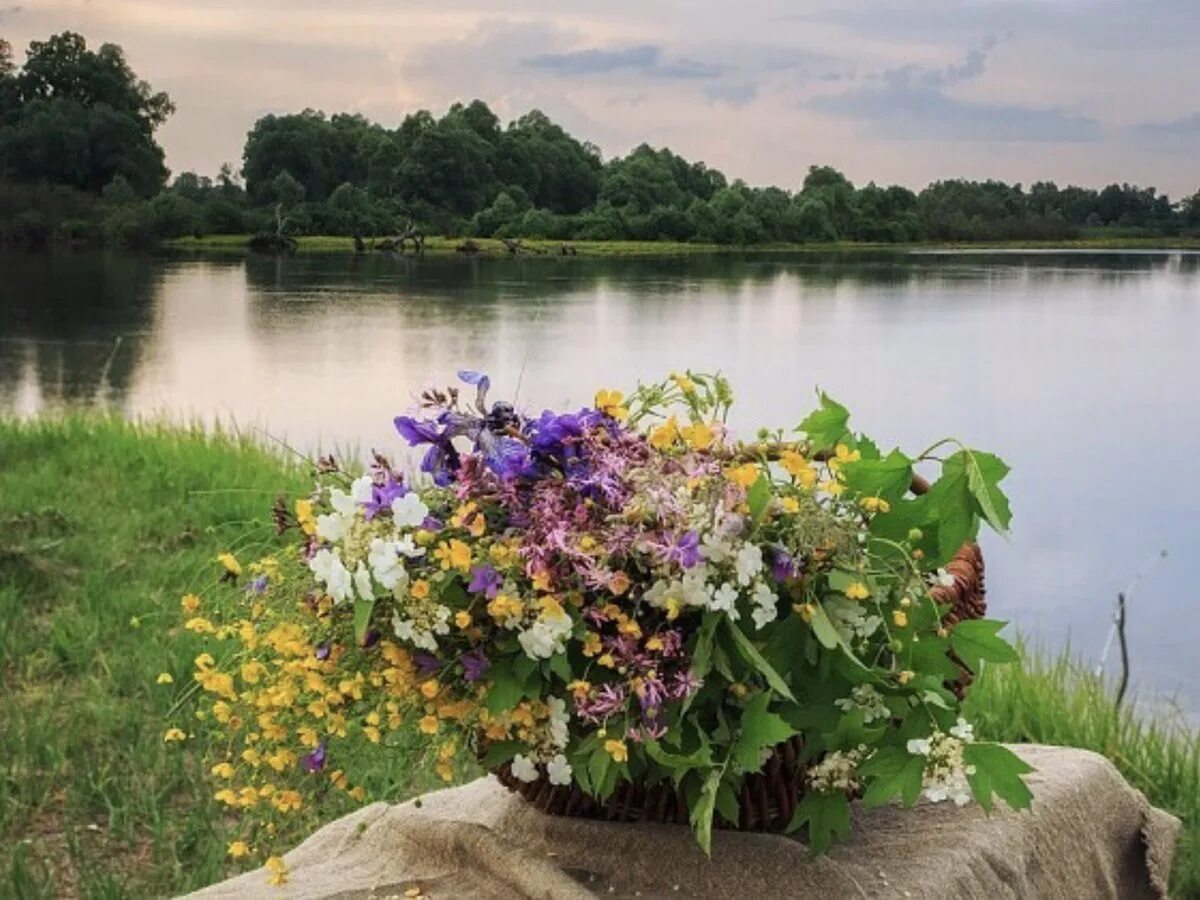 Цветы у реки. Цветы на берегу реки. Лето река цветы. Цветы у реки фото.