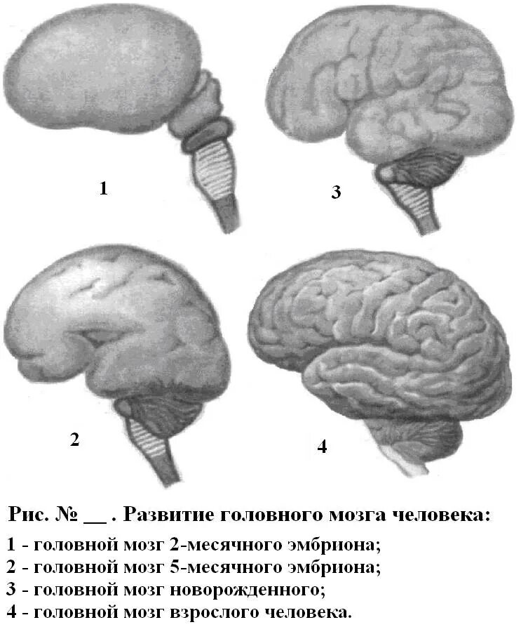 Головной мозг. Мозг новорожденного и взрослого. Формирование головного мозга.