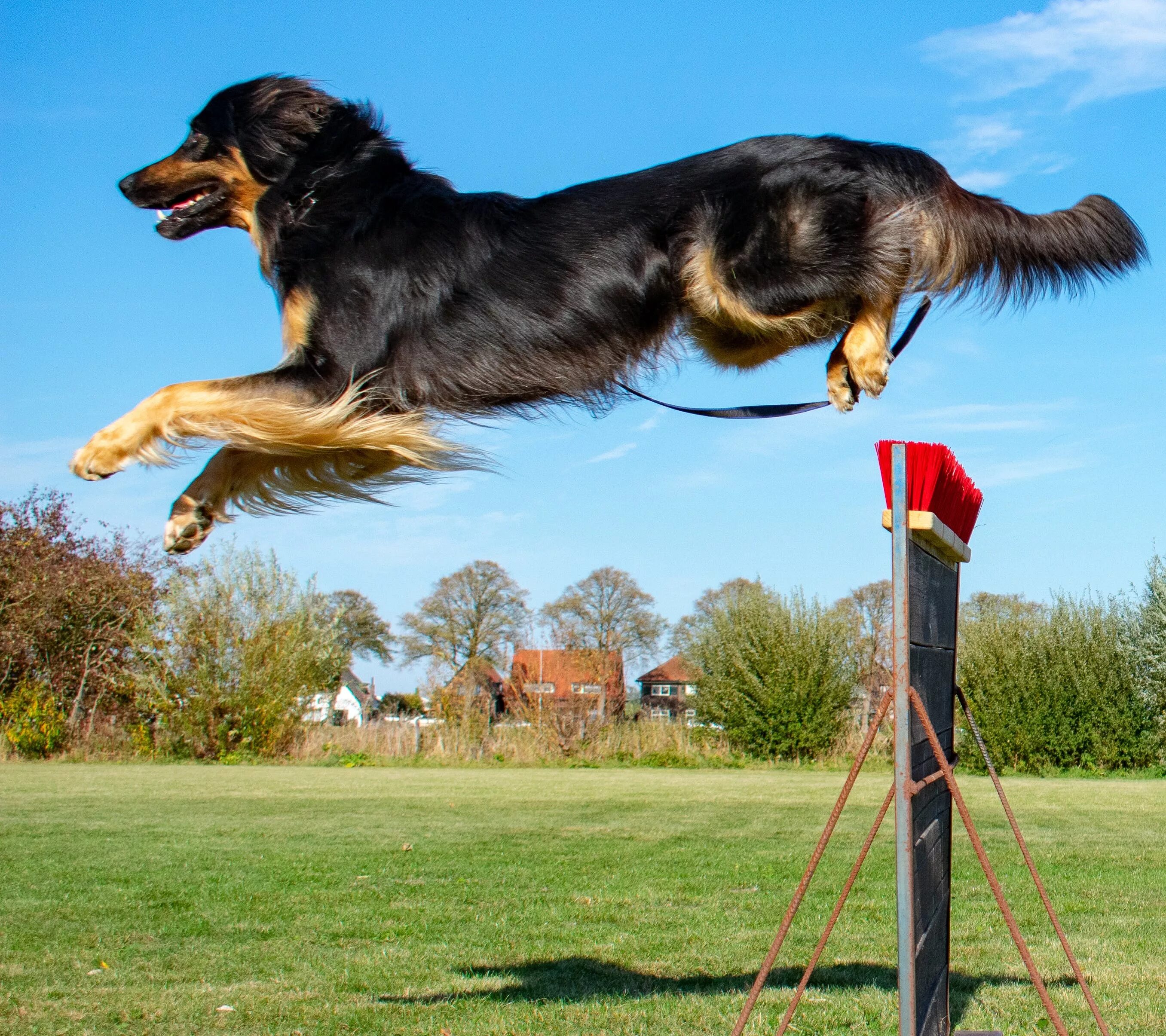 Ховаварт. Ховаварт порода. Ховаварт черно подпалый. Ховаварт и овчарка. My dog can jump