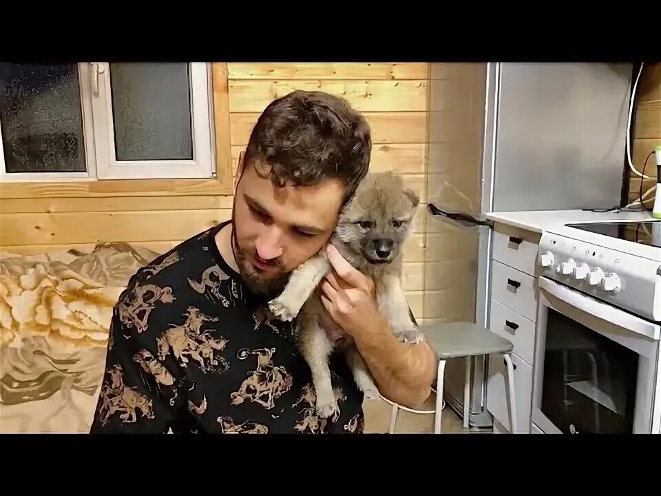 Сайт волковых. Сайт волковых