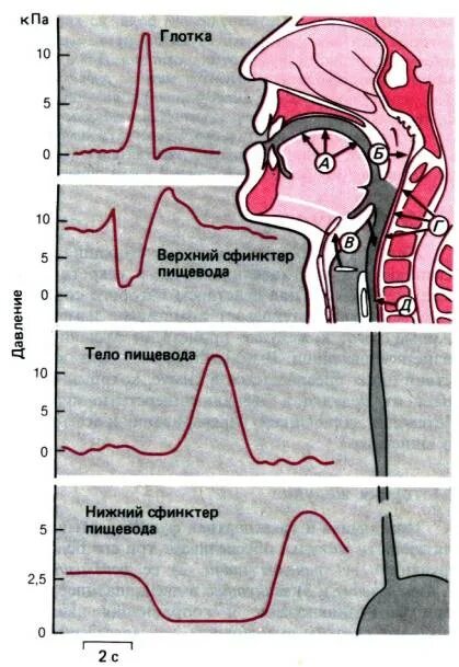 Фазы глотания. Пищеводная фаза глотания. глоточная фаза глотания. глотание физиология. фазы глотания физиология.