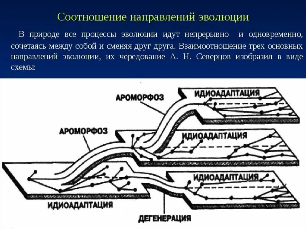 Направление эволюционного развития. Направление эволюции Северцова. Соотношение и чередование направлений эволюции. Соотношение путей эволюции. Пути и направления эволюции Северцов.