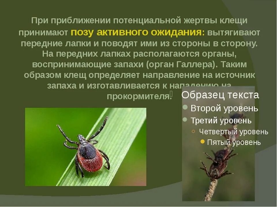 Таежный клещ для человека. Таежный клещ характеристика. таёжный клещ информация. клещ таежный где паразитирует. где обитает таежный клещ.