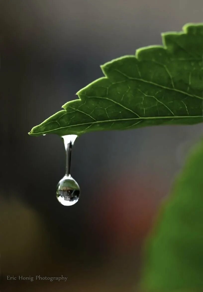 Капли. Капля воды. Капля дождя. Красивые капли.