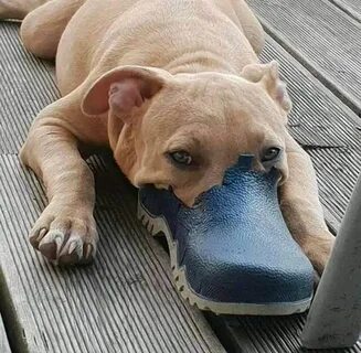 Real dog