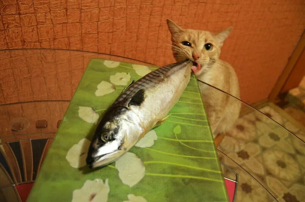 Вы рыбов продаете мем. Ест рыбу прикол. Давай показывай рыбу. Вы принесли рыбу. Рыба кошка.