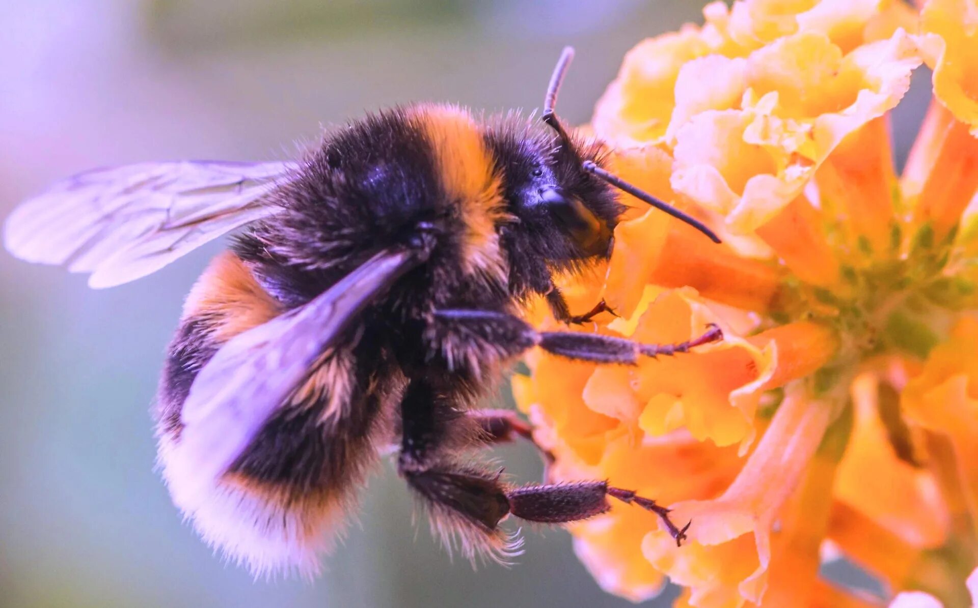 Шмель насекомое. Пчела опыляет. Пчела опыляет цветок. Шмель и пчела.