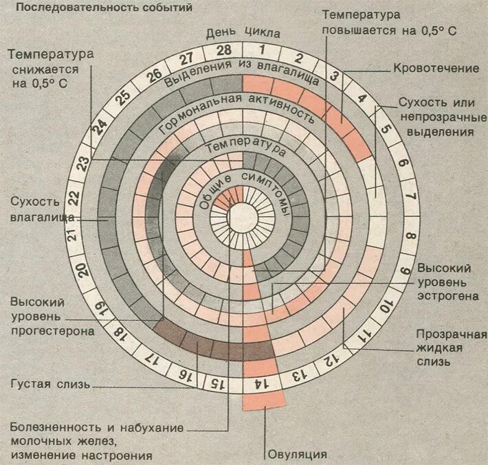 Фертильные дни цикла. Менструальный цикл фертильность. Женский цикл по дням. Фертильный цикл у женщин это.