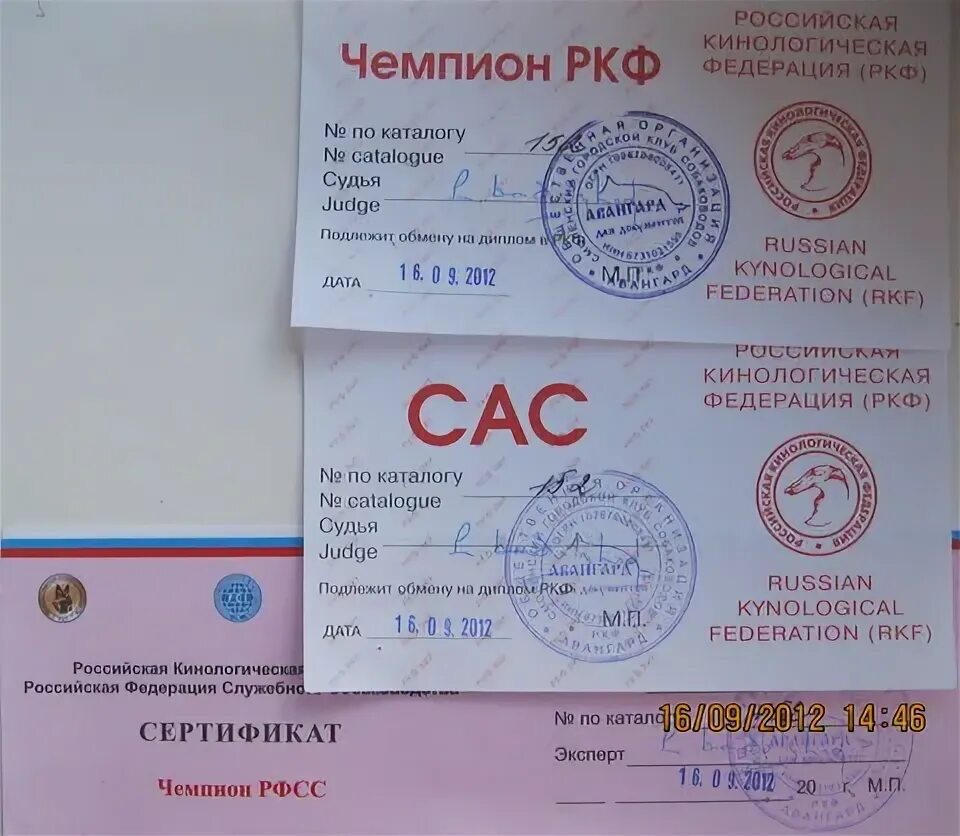 Найти по ркф. Ркф сертификаты. сертификат cac. сертификат чркф.. чемпион россии ркф.