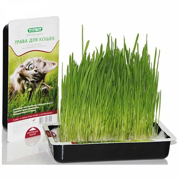 Овес для кошек. Кошачья трава. Чика 300г овес. Овес собакам можно. Овес в зоомагазине.