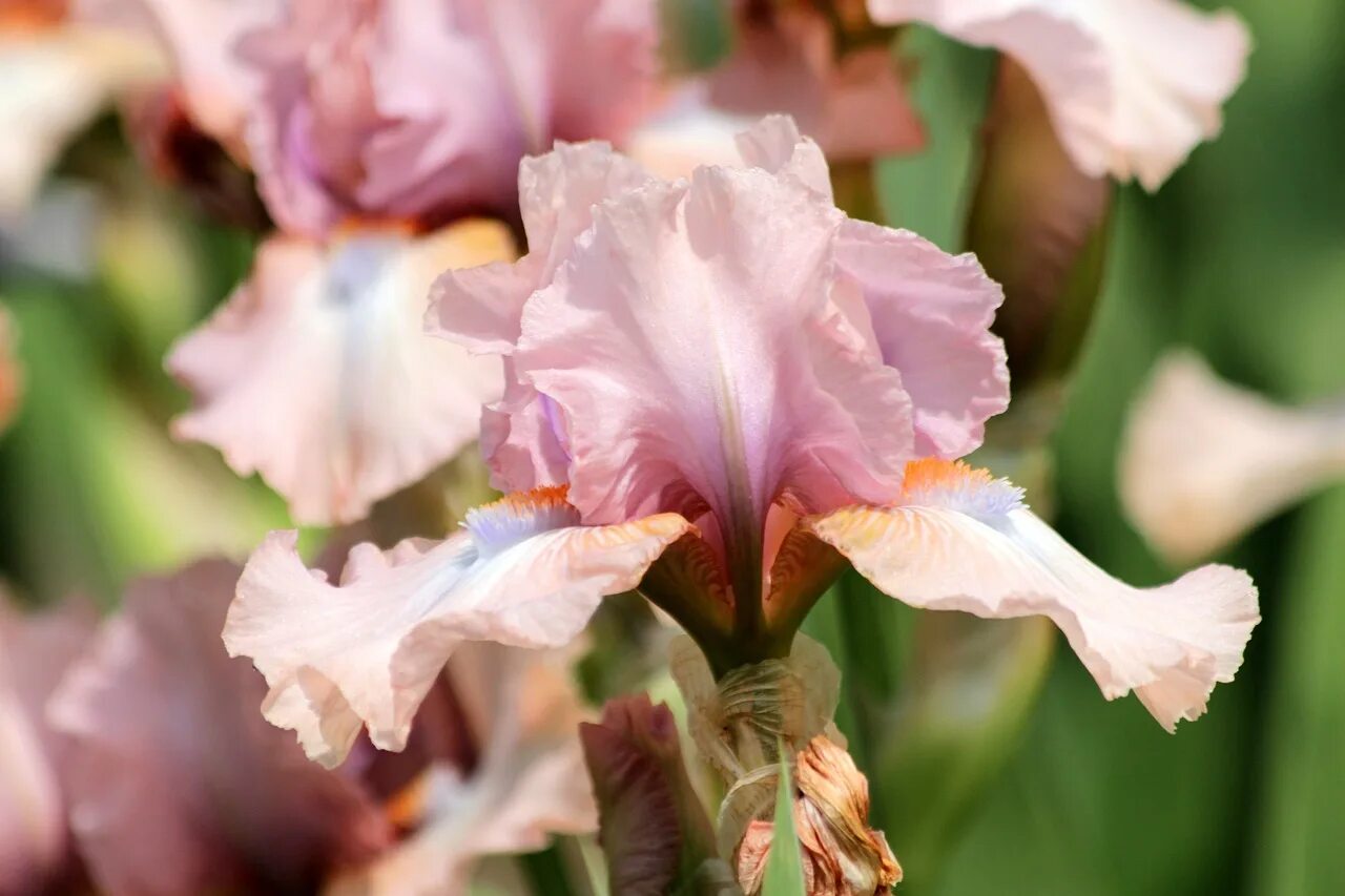 Ирис д. Ирис бородатый фрейппе. ирис fratello sole. ирис portland pink. розовый ирис цветок.