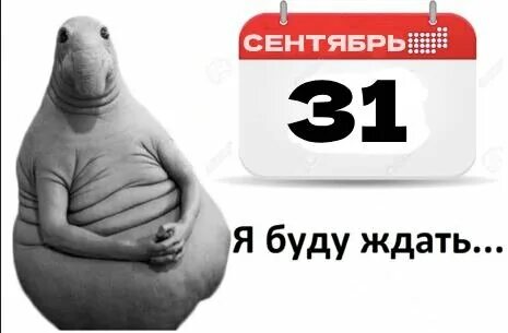 Жди 31