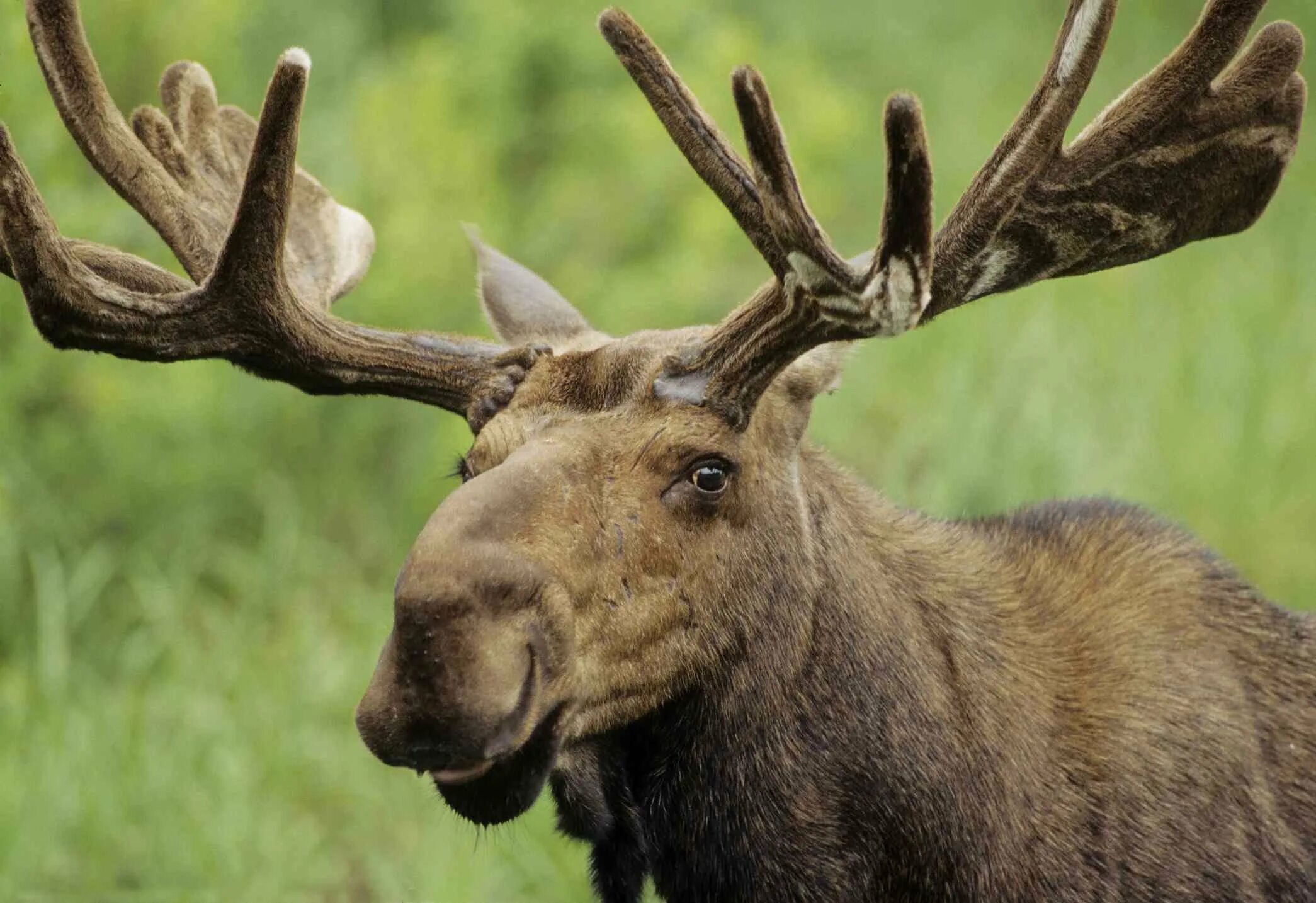 Европейский Лось alces alces. Канадский Лось. Лось с большими рогами. Красивый Лось.