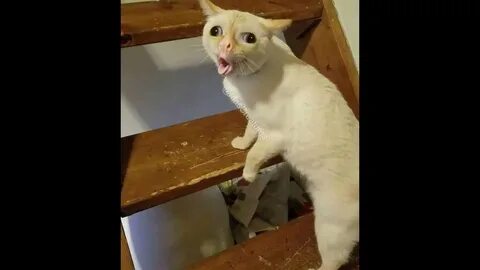 Где ты был видео прикол