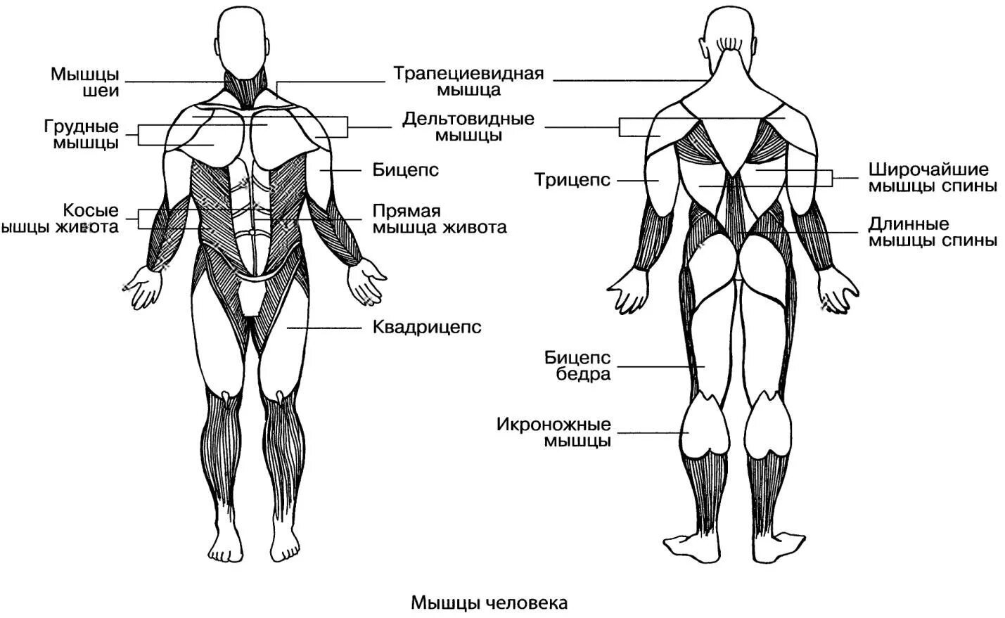 Схема человека. Основные группы мышц схема. Мышцы туловища схема. Строение мышц человека схема. Расположение скелетных мышц человека схема.